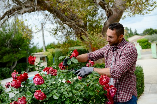 A man with dark hair and a beard, dressed in a checked shirt and wearing gardening gloves, is actively tending to a vibrant rose bush in a well-maintained, suburban garden. The rose bush features numerous large, bright pink blooms with lush green foliage, situated along a paved pathway. Behind him, the garden includes a large tree with extensive branches and green leaves providing partial shade, along with neatly trimmed shrubs and a green hedge bordering the yard. The background shows a quiet residential street with houses, utility poles, and a sunny sky, indicating a pleasant outdoor environment. The scene reflects outdoor gardening activities relevant to professional hedge trimming and general garden maintenance services offered by Hedge Trimming Raynes Park, suitable for enhancing lawn and outdoor space aesthetics in the Raynes Park area.