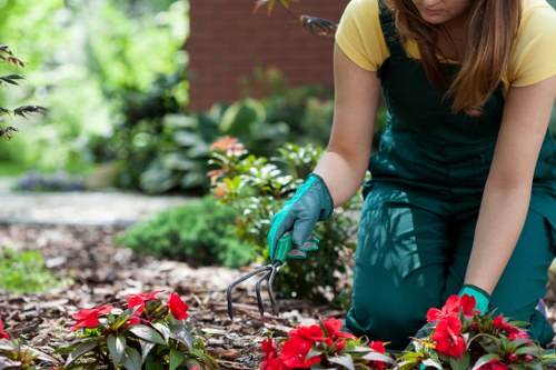 Close-up of hedge trimmer cutting branches