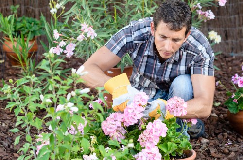 A man wearing a short-sleeved, checked shirt is kneeling in a garden surrounded by pink and white flowering plants, tending to the flowers with yellow gardening gloves. The garden features a mix of lush green foliage, flowering shrubs, and potted plants, with a soil bed visible in the background. The scene appears to be outdoors during daylight, under natural light, highlighting the vibrant colours of the blossoms and the healthy, well-maintained appearance of the garden vegetation. The garden layout includes a combination of flowering beds and potted plants, with varying plant heights and textures, creating a visually appealing outdoor space suitable for gardening and landscaping services offered by Hedge Trimming Raynes Park, supporting local gardening maintenance in the Raynes Park area postcode.